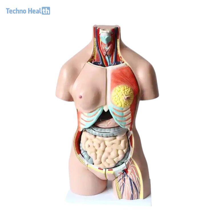 Human Torso Model 40 Parts Ι With Head, Neck And Trunk Model 3 Human Torso Model