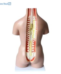 Human Torso Model 40 Parts Ι With Head, Neck And Trunk Model 7 Human Torso With Head, Neck And Trunk Model