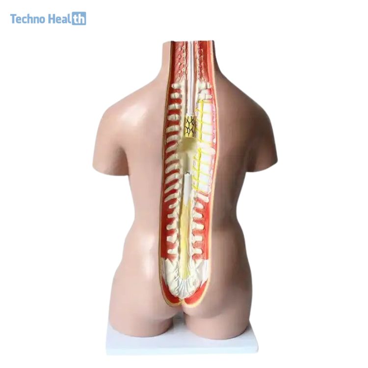 Human Torso Model 40 Parts Ι With Head, Neck And Trunk Model 4 Human Torso With Head, Neck And Trunk Model