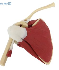 Life Size Shoulder Joint with Muscle Model 7 Life Size Shoulder Joint with Muscle Model