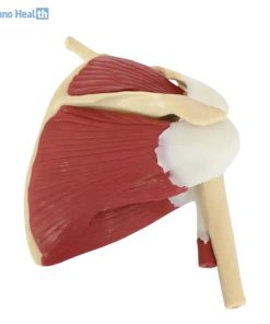 Life Size Shoulder Joint with Muscle Model Price in BD