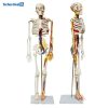 Mini Human Skeleton Model With Nerves and Blood Vessels (85cm) 11 Mini Human Skeleton Model With Nerves and Blood Vessels Price in Bangladesh