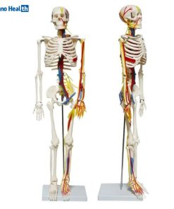 Mini Human Skeleton Model With Nerves and Blood Vessels Price in Bangladesh