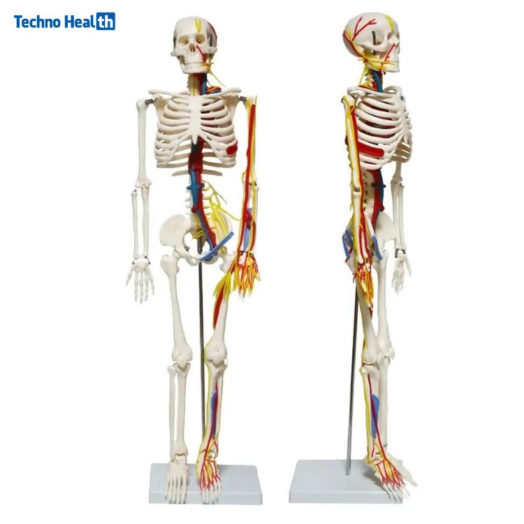 Mini Human Skeleton Model With Nerves and Blood Vessels (85cm) 1 Mini Human Skeleton Model With Nerves and Blood Vessels Price in Bangladesh