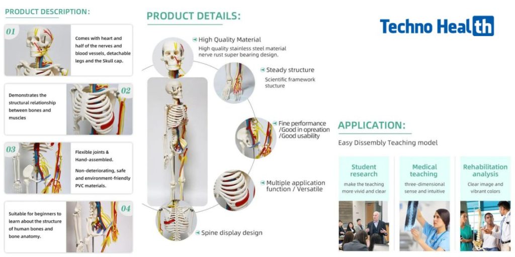 Mini Human Skeleton Model With Nerves and Blood Vessels (85cm) 14 Mini Human Skeleton Model Half Body With Nerves and Blood Vessels Price in BD