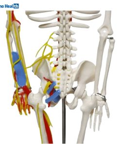 Mini Human Skeleton Model With Nerves and Blood Vessels (85cm) 9 Nerves and Blood Vessels