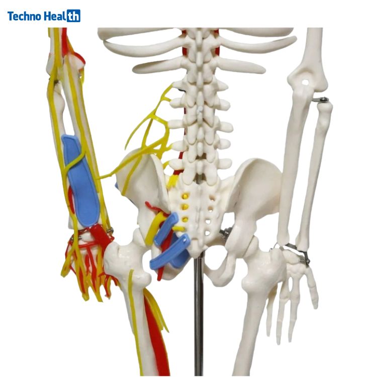 Mini Human Skeleton Model With Nerves and Blood Vessels (85cm) 5 Nerves and Blood Vessels