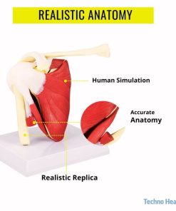 Life Size Shoulder Joint with Muscle Model 8 Shoulder Joint with Muscle Model