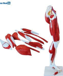 13 Parts Human Leg Muscle 3D Anatomical Model Ι Lower Limb Leg Skeleton Model 9 13 Parts Human Leg Muscle 3D Anatomical Model