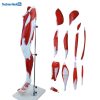 13 Parts Human Leg Muscle 3D Anatomical Model Ι Lower Limb Leg Skeleton Model 7 13 Parts Human Leg Muscle 3D Anatomical Model Price in BD