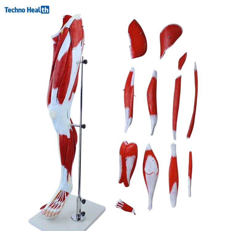 13 Parts Human Leg Muscle 3D Anatomical Model Ι Lower Limb Leg Skeleton Model 1 13 Parts Human Leg Muscle 3D Anatomical Model Price in BD