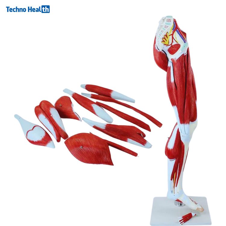 13 Parts Human Leg Muscle 3D Anatomical Model Ι Lower Limb Leg Skeleton Model 5 13 Parts Human Leg Muscle 3D Anatomical Model