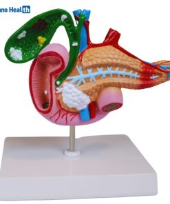 Human Anatomy Model of the Pancreas, Duodenum, and Gallbladder Price in BD