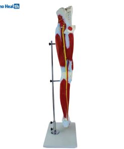 13 Parts Human Leg Muscle 3D Anatomical Model Ι Lower Limb Leg Skeleton Model 8 Human Leg Muscle Anatomical Mode
