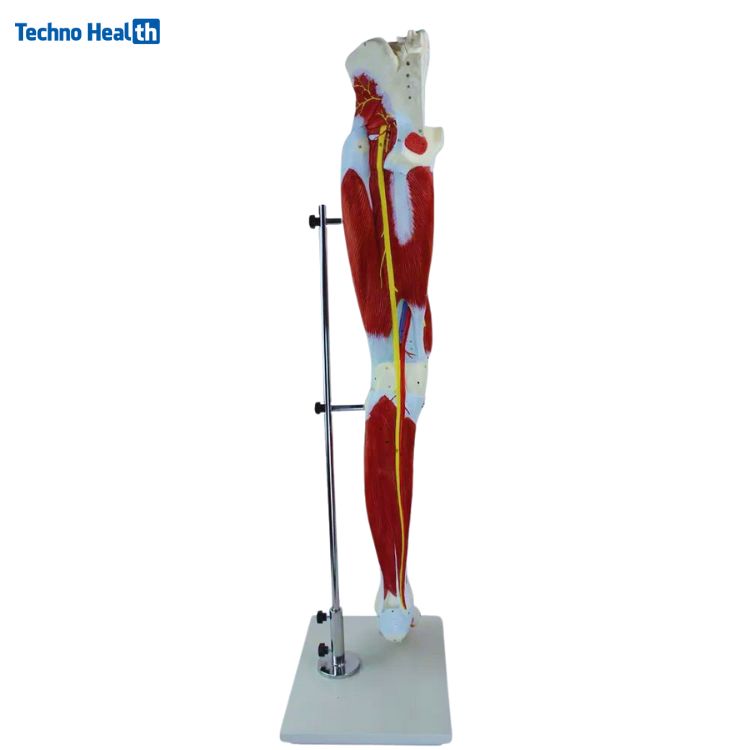 13 Parts Human Leg Muscle 3D Anatomical Model Ι Lower Limb Leg Skeleton Model 4 Human Leg Muscle Anatomical Mode