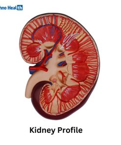 Human Plastic Kidney, Nephron, and Renal Glomeruli Anatomy Model 5 Human Plastic Kidney Anatomical Model