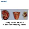 Human Plastic Kidney, Nephron, and Renal Glomeruli Anatomy Model 6 Human Plastic Kidney, Nephron, and Renal Glomeruli Anatomy Model Price in BD