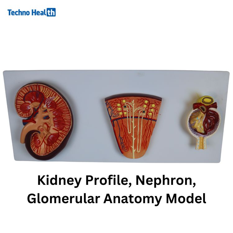 Human Plastic Kidney, Nephron, and Renal Glomeruli Anatomy Model 1 Human Plastic Kidney, Nephron, and Renal Glomeruli Anatomy Model Price in BD
