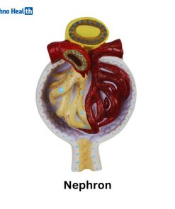 Human Plastic Kidney, Nephron, and Renal Glomeruli Anatomy Model 6 Human Plastic Nephron Anatomical Model