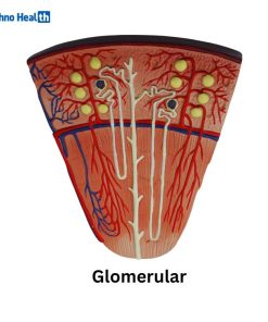 Human Plastic Kidney, Nephron, and Renal Glomeruli Anatomy Model 7 Human Plastic Renal Glomeruli Anatomical Model