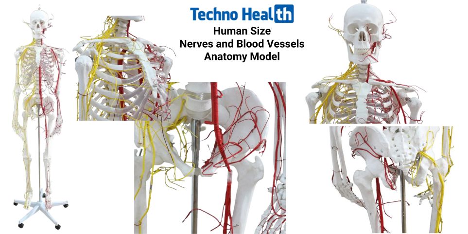 Human Size Skeleton Anatomical Model With Nerves and Blood Vessels (176cm) 14 Human Size Nerves and Blood Vessels Anatomy Model Price in Bangladesh