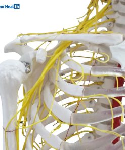 Human Size Skeleton Anatomical Model With Nerves and Blood Vessels (176cm) 6 Human Size Nerves and Blood Vessels Skeleton Anatomical Model