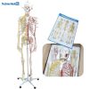 Human Size Skeleton Anatomical Model With Nerves and Blood Vessels (176cm) 11 Human Size Skeleton Anatomical Model With Nerves and Blood Vessels Price in BD