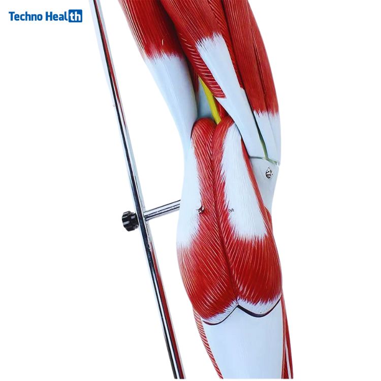 13 Parts Human Leg Muscle 3D Anatomical Model Ι Lower Limb Leg Skeleton Model 3 Leg Muscle Anatomy Model