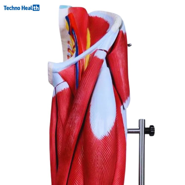 13 Parts Human Leg Muscle 3D Anatomical Model Ι Lower Limb Leg Skeleton Model 2 13 Parts Human Leg Muscle 3D Anatomical Model Ι Lower Limb Leg Skeleton Model - Image 2