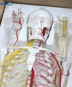 Human Size Skeleton Anatomical Model With Nerves and Blood Vessels (176cm) 8 Nerves and Blood Vessels Anatomy Model
