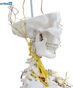 Human Size Skeleton Anatomical Model With Nerves and Blood Vessels (176cm) 7 Nerves and Blood Vessels Skeleton Anatomical Model