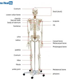 প্লাস্টিকের কঙ্কালের দাম - Plastic Skeleton Price 4 Indication of Plastic Skeleton