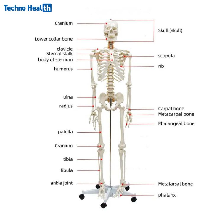 প্লাস্টিকের কঙ্কালের দাম - Plastic Skeleton Price 2 Indication of Plastic Skeleton