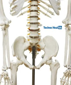 প্লাস্টিকের কঙ্কালের দাম - Plastic Skeleton Price 5 Plastic Skeleton Price