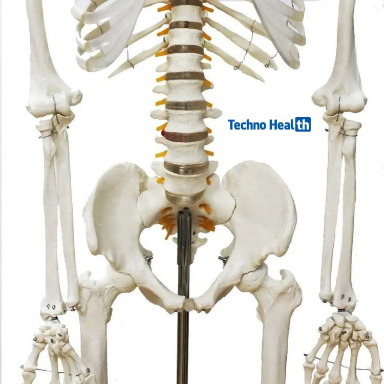প্লাস্টিকের কঙ্কালের দাম - Plastic Skeleton Price 3 Plastic Skeleton Price