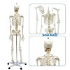 প্লাস্টিকের কঙ্কালের দাম - Plastic Skeleton Price 5 প্লাস্টিকের কঙ্কালের দাম