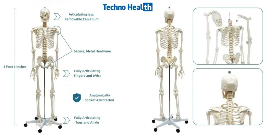 প্লাস্টিকের কঙ্কালের দাম - Plastic Skeleton Price 10 প্লাস্টিকের কঙ্কালের দাম - Plastic Skeleton Price