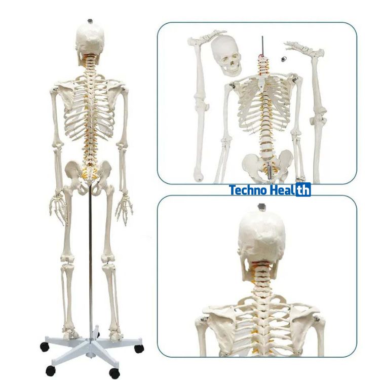 প্লাস্টিকের কঙ্কালের দাম - Plastic Skeleton Price 1 প্লাস্টিকের কঙ্কালের দাম